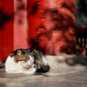 黑人大战日本女
